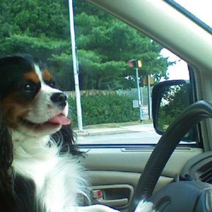 Meet your Posher, Barry